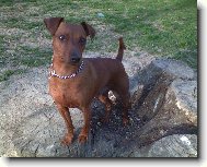 Zwergpinscher