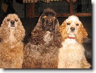 American cocker spaniel \(Dog standard\)