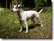 Parson russell terrier \(Dog standard\)