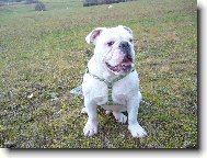 English Bulldog