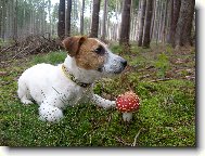 Jack Russell Terrier