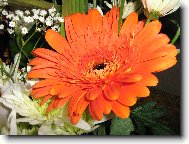 Gerbera jamesonii