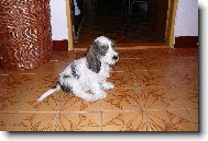 Petit Basset griffon venden, Petit Basset Griffon Vendeen