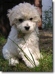 Toy Poodle