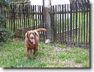 Labrador Retriever