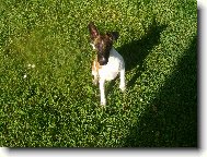 Fox Terrier Smooth