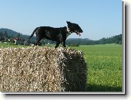 Bull Terrier