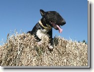 Bull Terrier