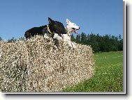 Bull Terrier