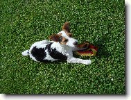 Jack Russell Terrier