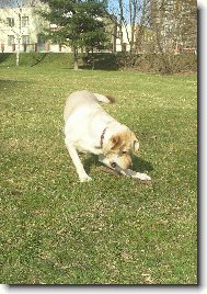 Labrador Retriever