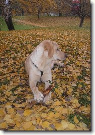 Labrador Retriever