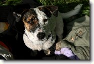 Jack Russell Terrier