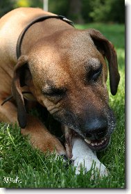 Rhodesian Ridgeback