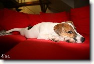 Jack Russell Terrier