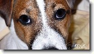 Jack Russell Terrier