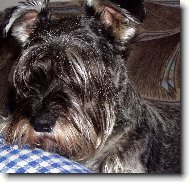 Schnauzer \(Dog standard\)