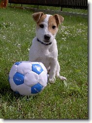 Jack Russell Terrier