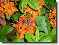 Rhododendron, Azalea