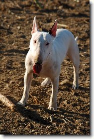 Bull Terrier