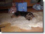 Jorkrsk terier, Yorkshire Terrier,