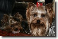 Jorkrsk terier, Yorkshire Terrier,