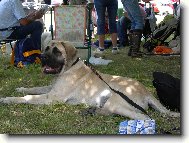 English Mastiff