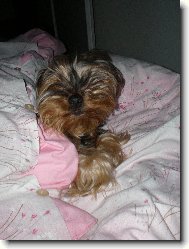 Jorkrsk terier, Yorkshire Terrier,