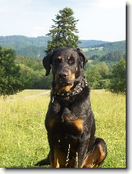 Beauce sheep dog \(beauceron\) \(Dog standard\)