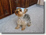 Jorkrsk terier, Yorkshire Terrier,