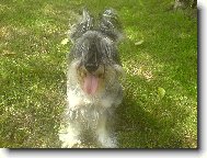 Miniature schnauzer \(Dog standard\)