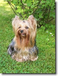 Jorkrsk terier, Yorkshire Terrier,