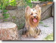 Jorkrsk terier, Yorkshire Terrier,