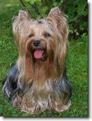 Jorkrsk terier, Yorkshire Terrier,