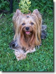 Jorkrsk terier, Yorkshire Terrier,