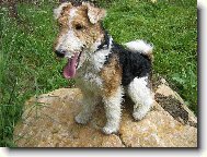 Fox Terrier Wire