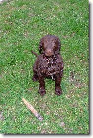 Flat coated retriever \(Dog standard\)