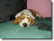 Basset Hound