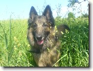 Chien de Berger Belge - Tervueren