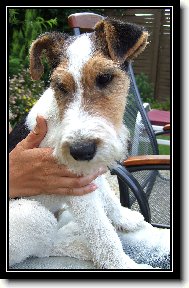 Fox Terrier Wire