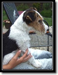 Fox Terrier Wire