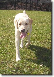 Labrador Retriever