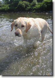 Labrador Retriever