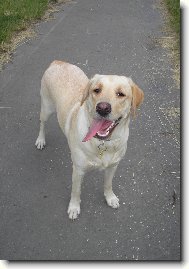 Labrador Retriever