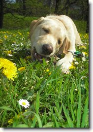 Labrador Retriever