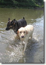 Labrador Retriever