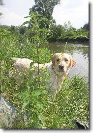 Labrador Retriever