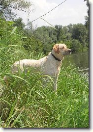 Labrador Retriever