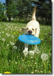 Labrador Retriever