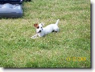 Jack Russell Terrier